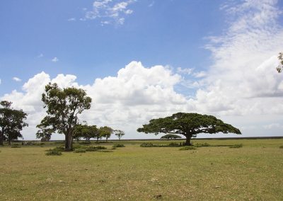 Ilha da Feitoria - Pelotas